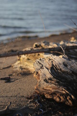 tree on the beach