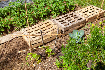 Au potager bio - Protection de semis de légumes avec des cagettes en bois - obrazy, fototapety, plakaty