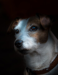 Portrait eines Jack Russell Terrier