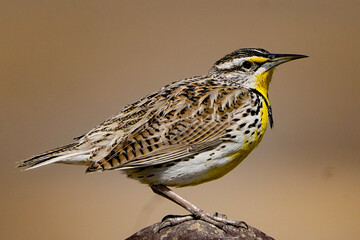 a sparrow