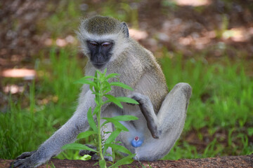A male vervet monkey in a national park in Zimbabwe.