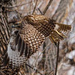 red tailed hawk