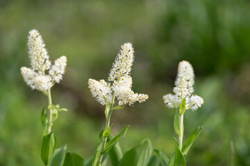 高山植物　コバイケイソウ