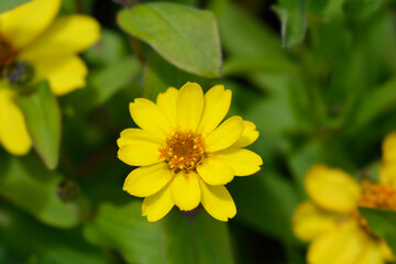 Common zinnia