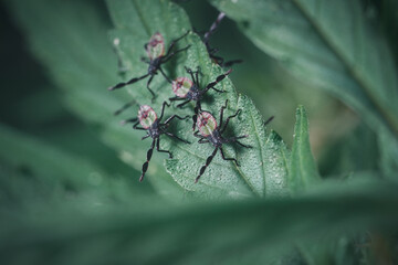 Stink, assassin bugs on cannabis, marijuana, hemp leaf. Macro photography shot insects close up on green leaf. Natural animal in garden outdoor. beautiful wildlife. Beetles bugs.
