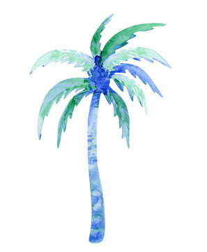 Watercolor coconut palm isolated on white. Hand drawn illustration. Tropical tree. 