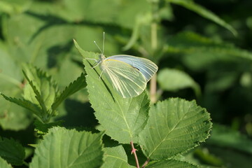 Gro&szlig;er Kohlwei&szlig;ling Weibchen