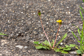 Dandelions in front of a wall in summer