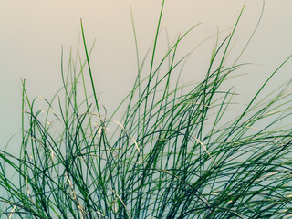 Summer background. Edge of Cyperus papyrus leaves. Macro. Copyspace.