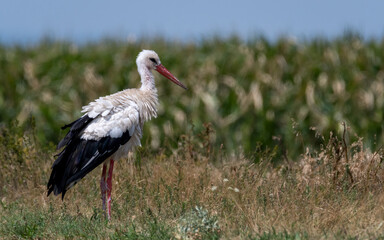 bird, tier, natur, schnabel, wild lebende tiere, feather, ciconia, gras, wild, 