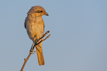 Bird Red-backed Shrike,Lanius collurio. In the wild