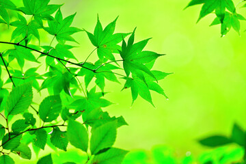 bamboo leaves background