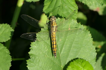 Blutrote Heidelibelle Weibchen
