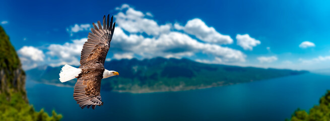 Adler fliegt in großer Höhe mit ausgebreiteten Flügeln an einem sonnigen Tag in den Bergen.