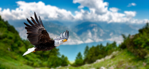 Adler fliegt in großer Höhe mit ausgebreiteten Flügeln an einem sonnigen Tag in den Bergen.