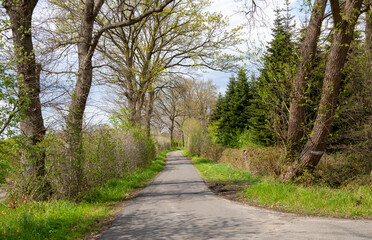 Asphaltierter Waldweg mit Bäumen 