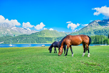 Fototapeta na wymiar Horses graze in high mountain meadows near a Alpio lake