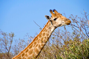 Giraffe, Giraffa camelopardis, Wildlife Reserve, South Africa, Africa