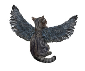 Fototapeta premium A gray cat with bird wings is about to take off. Back view. White background. Isolated.