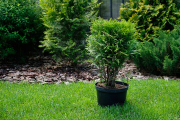 Small thuja in a pot on the lawn against the background of growing bushes. The seedling for planting in open ground.