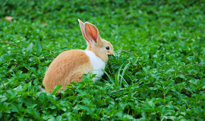 Rabbit. Little Easter Bunny. Green grass on a summer day.