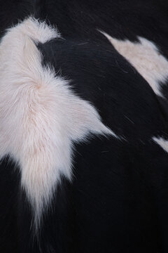 Close up of black and white cow hide with cowlick