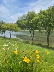 Fototapeta premium spring in the park
