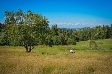 Krajobraz górski w polskich tatrach © Katarzyna