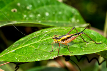Grasshopper, Sekonyer River, Tanjung Puting National Park, Kalimantan, Borneo, Indonesia