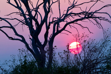 Sunset, Chobe National Park, Botswana, Africa