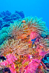 Stony Coral, Branching Coral, Reef Building Coral, Coral Reef, Bunaken National Marine Park, Bunaken, North Sulawesi, Indonesia, Asia