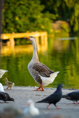 Goose on the water