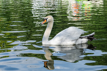 swan on the lake