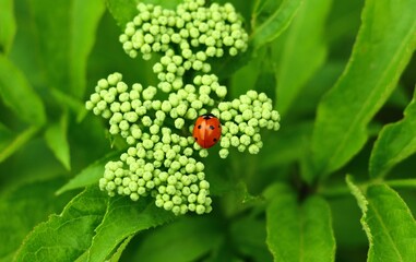 coccinelle