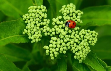 coccinelle