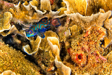 Mandarin-fish, Pterosynchiropus splendidus, Dragonet, Bunaken National Marine Park, Bunaken, North Sulawesi, Indonesia, Asia