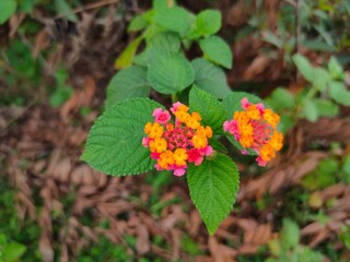 red and yellow flowers