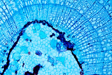 Tilia Stem Close up under Optical Microscope