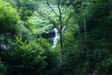 nature, cascade