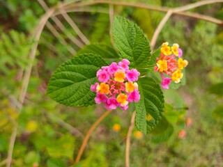 red and yellow flowers