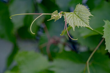 Young vineyard leaf with tendrils, with full blur background.