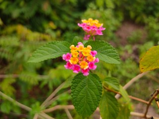 red and yellow flowers