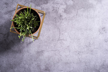 Top view mini plotted plant.