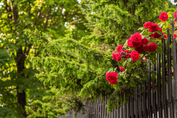 A large bush of red roses in a city park. Frame for postcards.