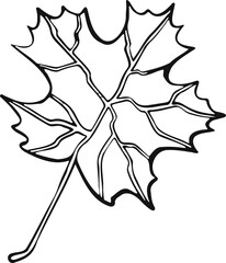 Leaf plant tree line drawing illustration symbol