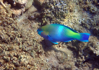 Naklejka na ściany i meble Steep-headed parrot-fish, scientific name is Chlorurus gibbus, it belongs to the family Scaridae, inhabits coral reefs, has teeth resembling parrot beak, it changes body color during life cycle