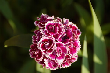 pink and white flower