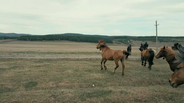 The hobbled horses graze in the meadow. The horses are running away. Ural mountains. The beauty of Bashkiria. Overcast weather.