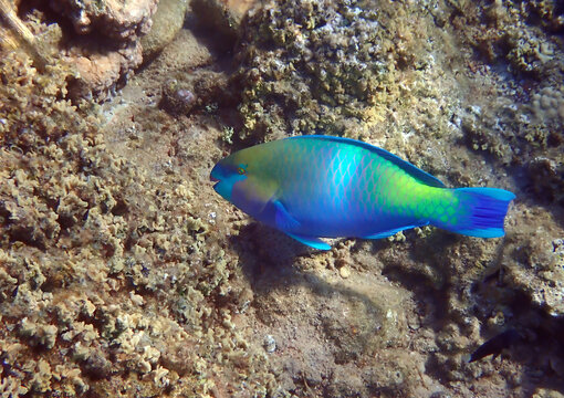 Steep-headed Parrot-fish, Scientific Name Is Chlorurus Gibbus, It Belongs To The Family Scaridae, Inhabits Coral Reefs, Has Teeth Resembling Parrot Beak, It Changes Body Color During Life Cycle