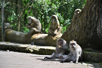 バリ島・モンキーフォレストに住むサルとサルの像